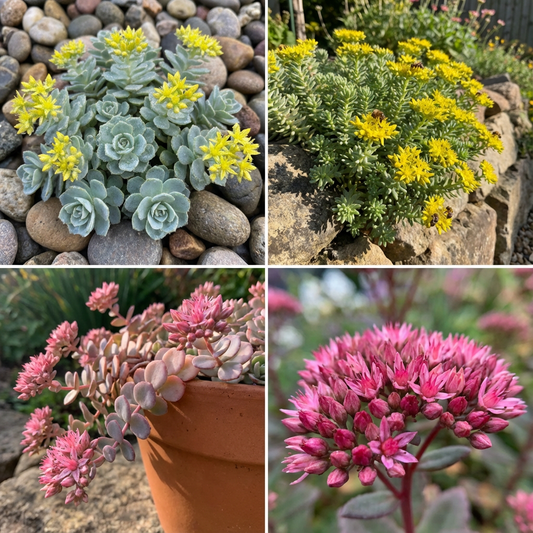 Grey Sedum Succulent Seeds for Easy Planting