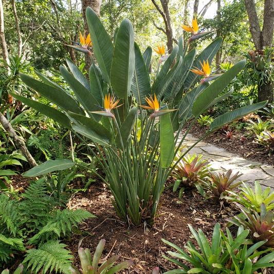 Strelitzia Flower Seeds Mix for Vibrant Planting and Gardening