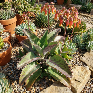 Kalanchoe Gastonis Mixed Seeds for Planting