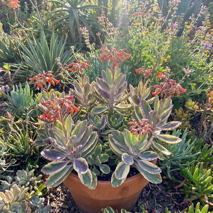 Kalanchoe Gastonis Mixed Seeds for Planting
