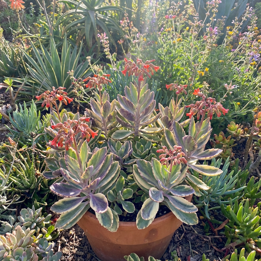Kalanchoe Gastonis Mixed Seeds for Planting