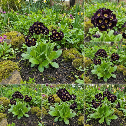 black flower seeds Primula Auricula Seeds – Black Flower Seeds for Ornamental Garden Blooms – Pure Asia Seeds
