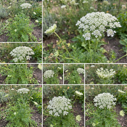 Zanahoria Silvestre Flower Seeds Planting