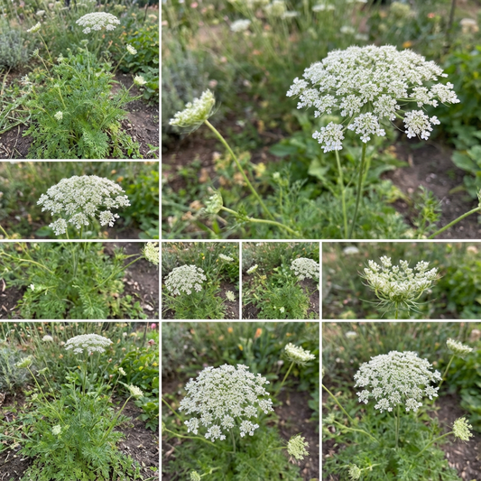 Zanahoria Silvestre Flower Seeds Planting