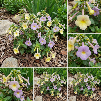 Achimenes Limoncello Lavender Flower Seeds for Easy Planting