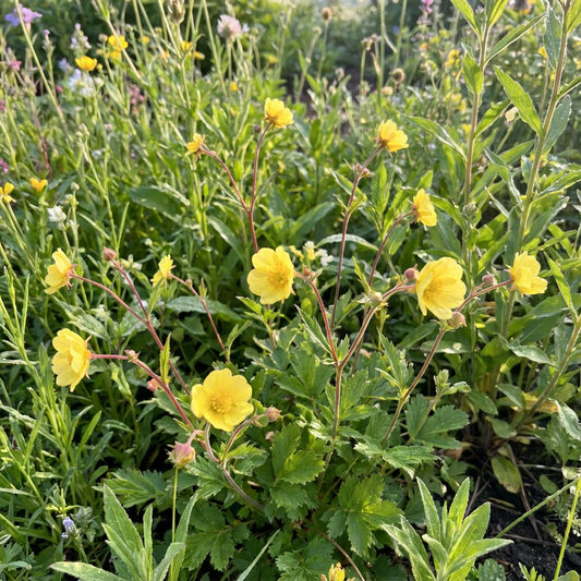 Yellow Avens Sunrise Flower Seeds Planting