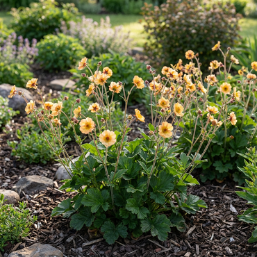 Yellow Avens Sunrise Flower Seeds Planting