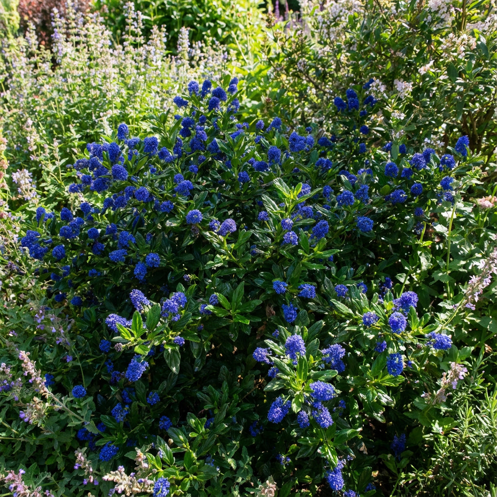 Blue Marine Flower Seeds for Oceanic Planting