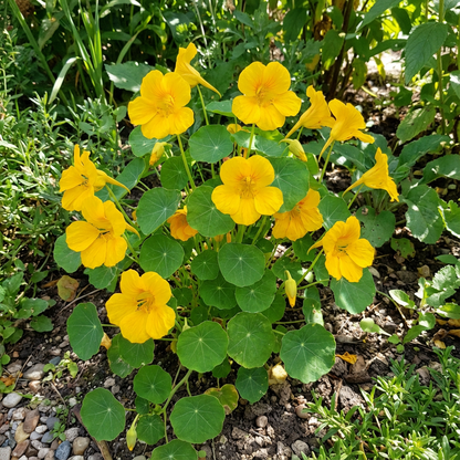 Gelbe Kapuzinerkresse Blütensamen zum Pflanzen