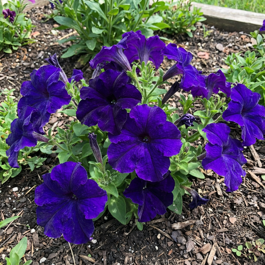 Deep Blue Petunia Seeds for Easy Planting