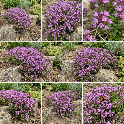 Violet Serpyllum Flower Seeds for Planting