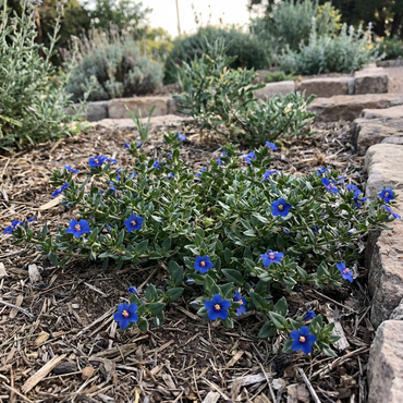 Blue Pimpernel (Anagallis) Flower Seeds for Planting