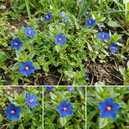 Blue Pimpernel (Anagallis) Flower Seeds for Planting