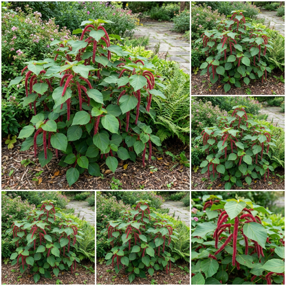 Acalypha Hispida Seeds for Planting - Unique Exotic Flowering Plant