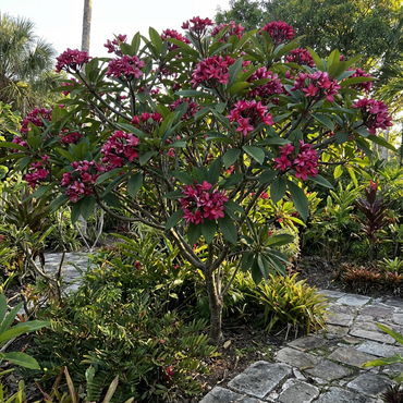 Dark Pink Frangipani Flowering Seeds for Planting and Gardening Brightening