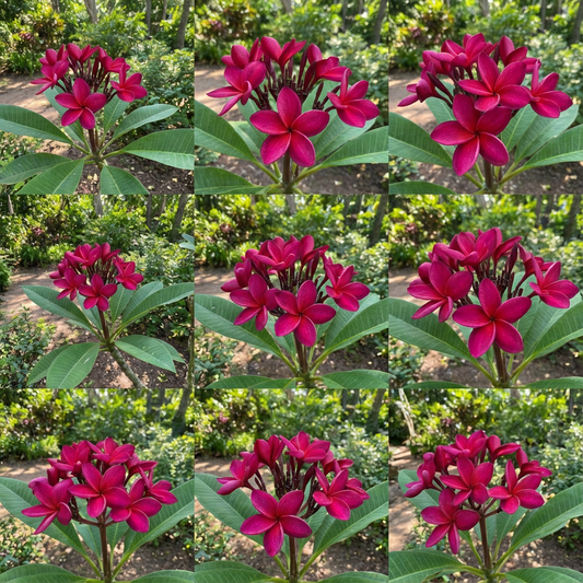 Dark Pink Frangipani Flowering Seeds for Planting and Gardening Brightening