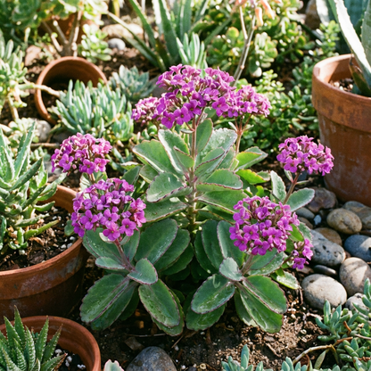 Purple Kalanchoe Succulent Seeds for Planting