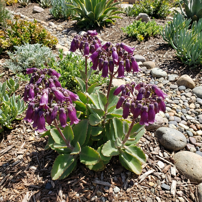 Purple Kalanchoe Succulent Seeds for Planting