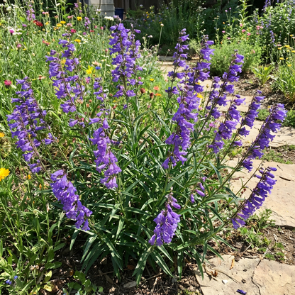 Blue Penstemon Strictus Flower Seeds for Planting