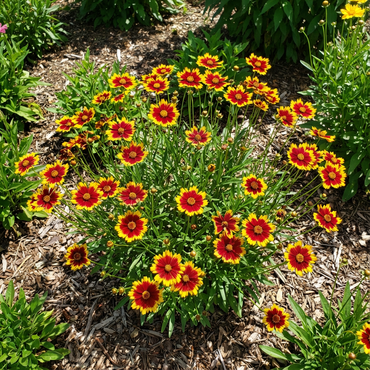 Red Yellow Coreopsis Flower Seeds Planting