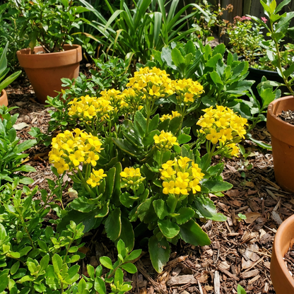 Yellow Kalanchoe Flower Seeds for Bright Planting