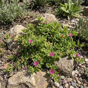 Planting Ground for Aptenia Cordifolia Flower Seeds