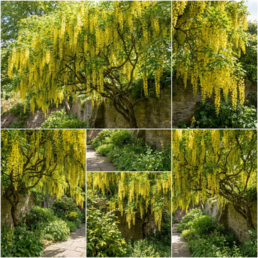 Yellow Wisteria Tree Seeds Planting Golden