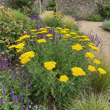 Achillea Seeds for Planting: Grow Colorful Blooms in Your Garden