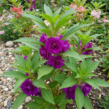 Semi di fiore di balsamina viola per piantare