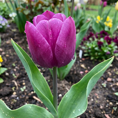 Purple Tulip Flower Seeds for Planting