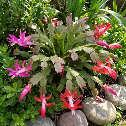 Zygocactus Truncatus Flower Seeds Red Planting