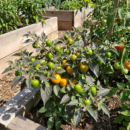 Rocoto Manzano Vegetable Seeds for Easy Planting