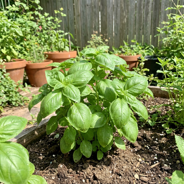 Basil Seeds for Planting