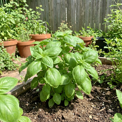 Basil Seeds for Planting