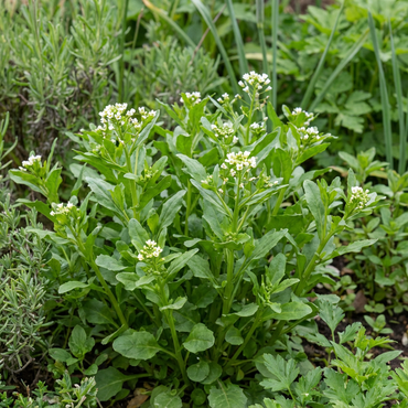 Rustikana Cochlearia Plant Seeds for Your Garden Premium Quality Flower Seeds