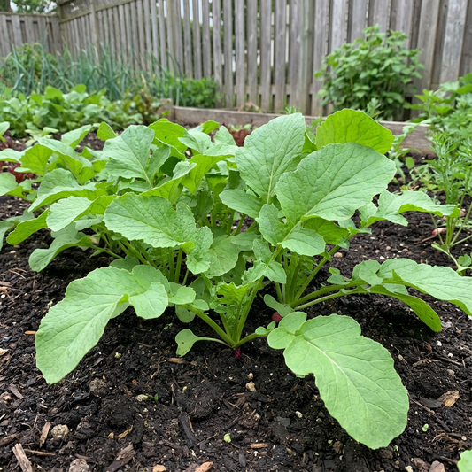 Radish Seeds for Planting - Vegetable Seeds