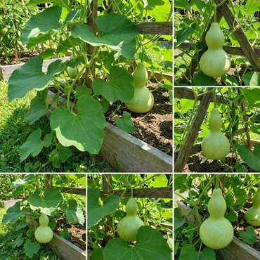 Lagenaria Siceraria Seeds for Planting - Ideal Vegetable Seeds for Your Garden