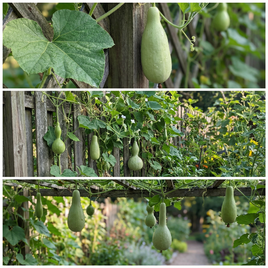 Lagenaria Siceraria Seeds for Planting - Ideal Vegetable Seeds for Your Garden