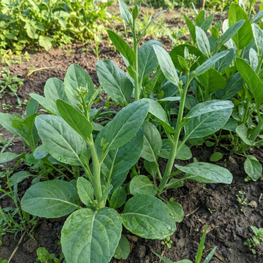 Green Kai-LAN Seeds for Home Planting