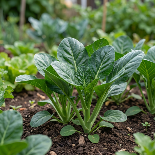 Green Kai-LAN Seeds for Home Planting