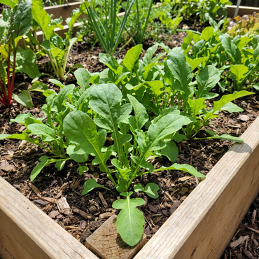 Rocket Plant Vegetable Seeds for Gardening & Planting