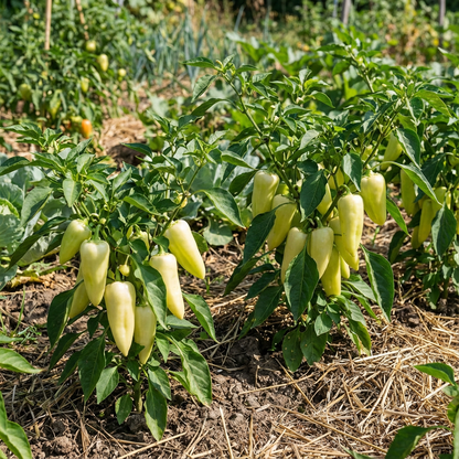 Ungarische Weisse Vegetable Seeds: Premium Quality for Your Garden