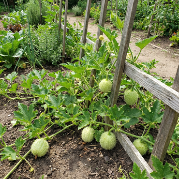 Thorn Pumpkin Vegetable Seeds: Complete Planting Guide