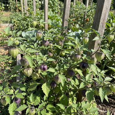 Purple Tomatillo Seeds for Easy Planting