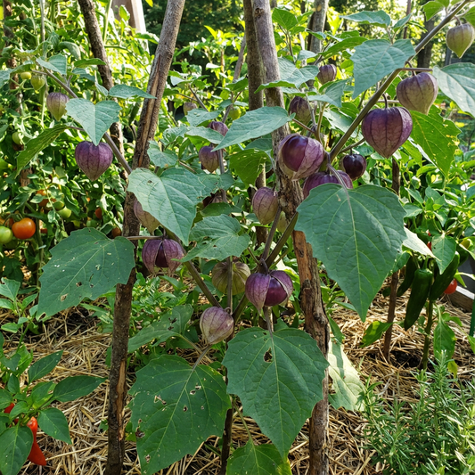 Purple Tomatillo Seeds for Easy Planting