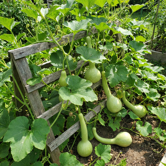 Dipper Pumpkin Seeds for Planting Grow Your Own Pumpkins