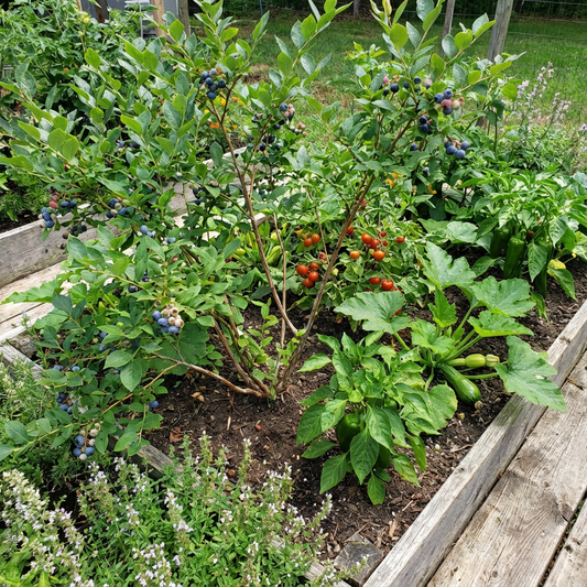 Mixed Blueberries Tomato Seeds for Planting