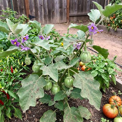 Thai Eggplant Seeds for Planting - Cultivate Flavorful and Versatile Vegetables in Your Garden