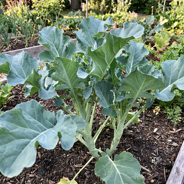 Sea Kale Vegetable Seeds for Planting