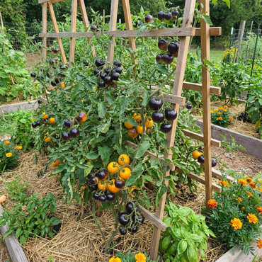 Yellow Black Tomato Seeds for Planting